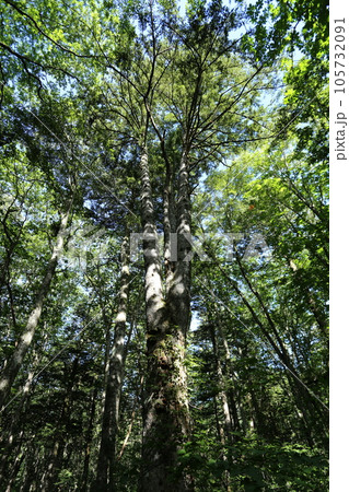 夏の高原にそびえ立つ、ウラジロモミ 105732091