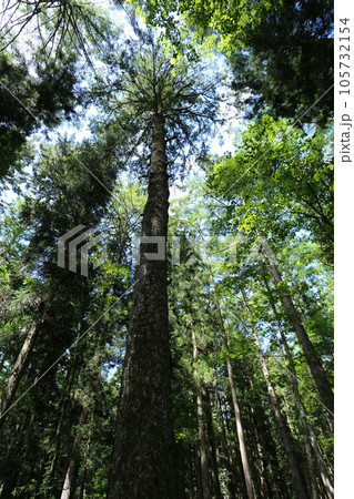 夏の高原にそびえ立つ、ウラジロモミ 105732154