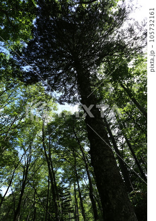 夏の高原にそびえ立つ、ウラジロモミ 105732161