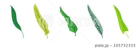 Green Tropical Frond as Plant Part on Stem Vector Set 105732333