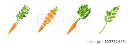 Carrot as Orange Root Vegetable Whole and Sliced Vector Set 105732449
