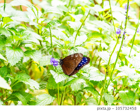 蜜を吸う美しい蝶々 ツマムラサキマダラ 蜜を吸う美しい蝶々 ツマムラサキマダラ 105732458
