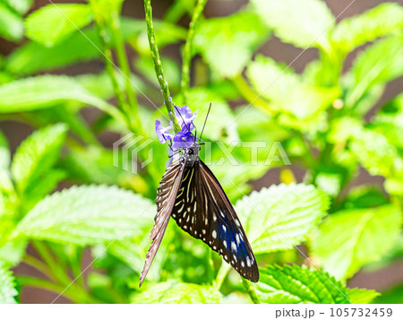 蜜を吸う美しい蝶々 ツマムラサキマダラ 蜜を吸う美しい蝶々 ツマムラサキマダラ 105732459