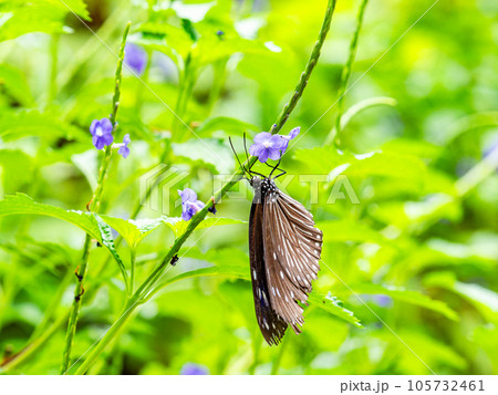 蜜を吸う美しい蝶々　ツマムラサキマダラ 105732461