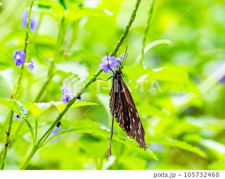 蜜を吸う美しい蝶々 ツマムラサキマダラ 蜜を吸う美しい蝶々 ツマムラサキマダラ 105732468
