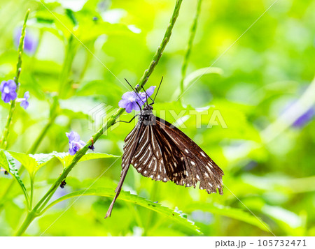 蜜を吸う美しい蝶々　ツマムラサキマダラ 105732471