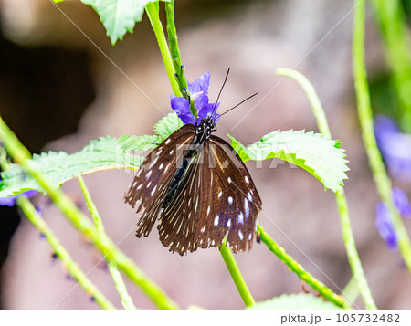 蜜を吸う美しい蝶々 ツマムラサキマダラ 蜜を吸う美しい蝶々 ツマムラサキマダラ 105732482