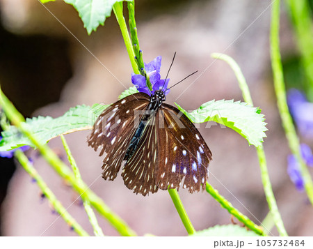 蜜を吸う美しい蝶々　ツマムラサキマダラ 105732484