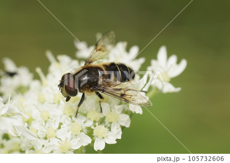 Closeup on a Spot-winged Drone Fly, Eristalis rupium sitting on a white cow parsnip, flower in the Austrian alps Closeup on a Spot-winged Drone Fly, Eristalis rupium sitting on a white cow parsnip, flower in the Austrian alps 105732606