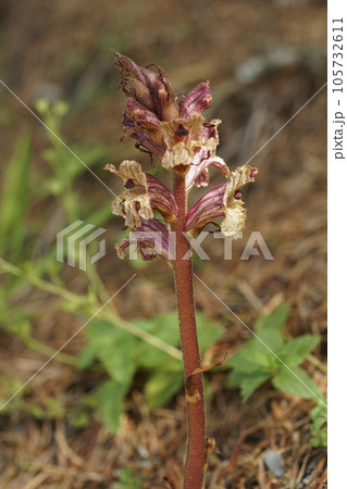 Closeup on a parasitic Thyme Broomrape , Orobanche alba, in the Austrian alps 105732611