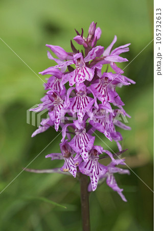 Vertical closeup on a the common spotted Orchid, Dactylorhiza fuchsii Vertical closeup on a the common spotted Orchid, Dactylorhiza fuchsii 105732613
