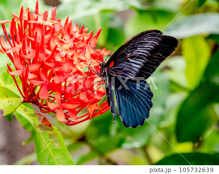 真っ赤な花との対比が美しいクロアゲハ蝶 105732639