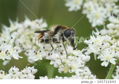 Closeup on a Bumblebee Blacklet drone fly, Cheilosia illustrata feeding on white plant, cow parsnip, flowers Closeup on a Bumblebee Blacklet drone fly, Cheilosia illustrata feeding on white plant, cow parsnip, flowers 105732643