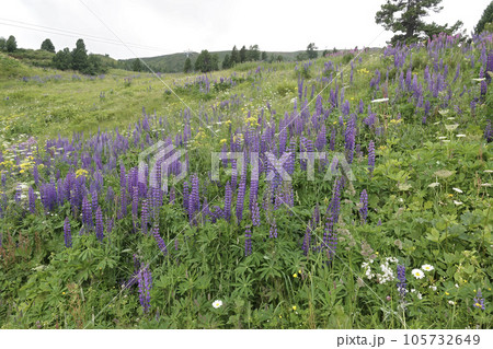 Colorful landscape view on an aggregation of blue flowering large-leaved lupines, Lupinus polyphyllus 105732649