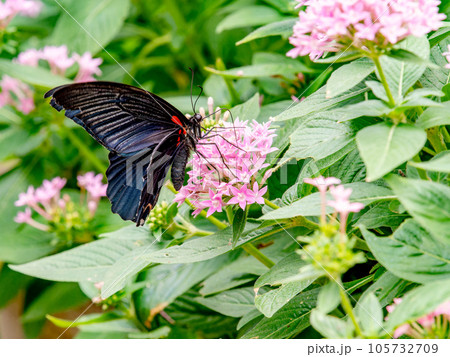 ピンクの花の蜜を吸う美しい蝶々 クロアゲハ ピンクの花の蜜を吸う美しい蝶々 クロアゲハ 105732709