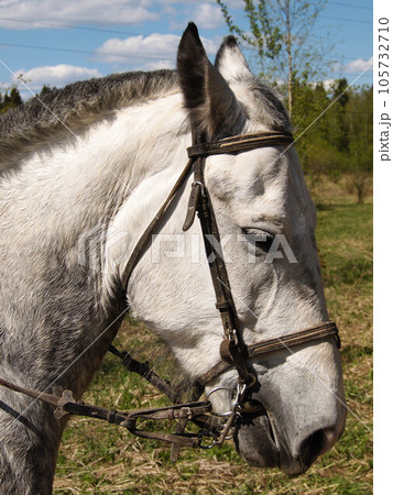 The horse's head in the bridle with its eyes closed. The horse's head in the bridle with its eyes closed. 105732710