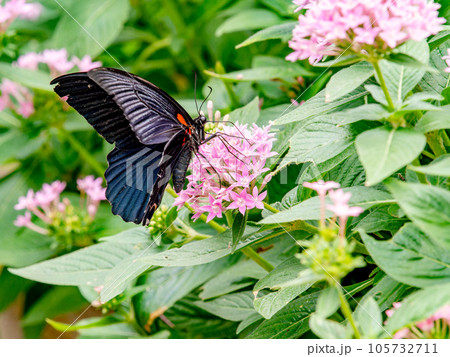 ピンクの花の蜜を吸う美しい蝶々　クロアゲハ 105732711