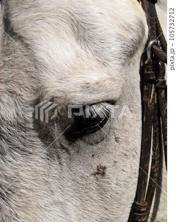 Horse's head in a bridle, horse's eye in close-up. 105732712