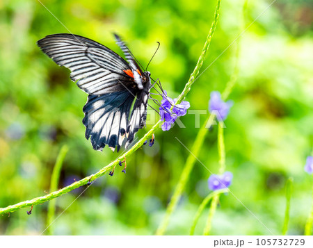蜜を吸う美しい蝶々 ナガサキアゲハ 蜜を吸う美しい蝶々 ナガサキアゲハ 105732729