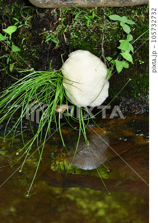 水面近くの草に産み付けたモリアオガエルの卵塊 水面近くの草に産み付けたモリアオガエルの卵塊 105732732