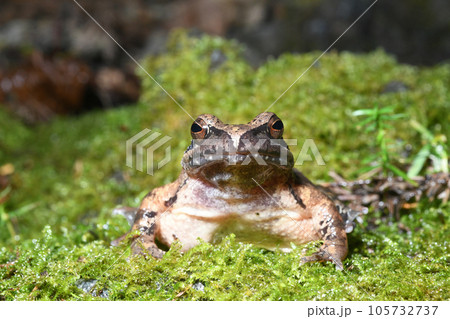 タゴガエルの顔 105732737