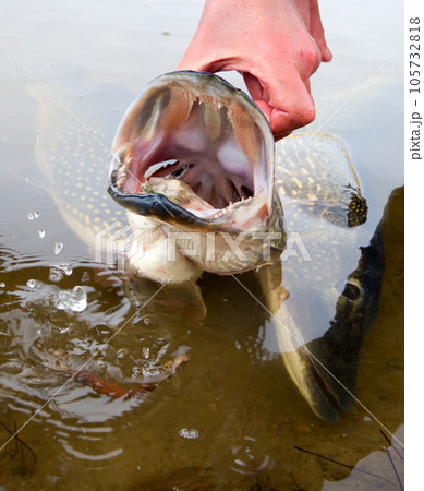 large pike large pike 105732818