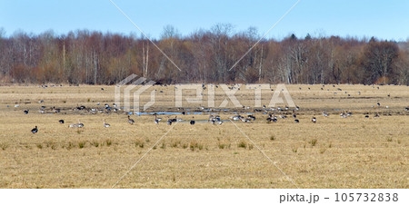spring time  of migratory geese 105732838