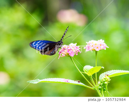 蜜を吸う美しい蝶々 ツマムラサキマダラ 蜜を吸う美しい蝶々 ツマムラサキマダラ 105732984