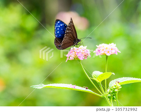 蜜を吸う美しい蝶々 ツマムラサキマダラ 蜜を吸う美しい蝶々 ツマムラサキマダラ 105732992