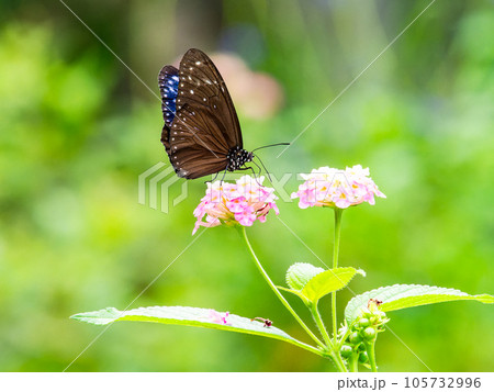 蜜を吸う美しい蝶々 ツマムラサキマダラ 蜜を吸う美しい蝶々 ツマムラサキマダラ 105732996