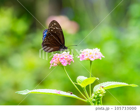 蜜を吸う美しい蝶々 ツマムラサキマダラ 蜜を吸う美しい蝶々 ツマムラサキマダラ 105733000