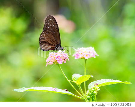 蜜を吸う美しい蝶々　ツマムラサキマダラ 105733002