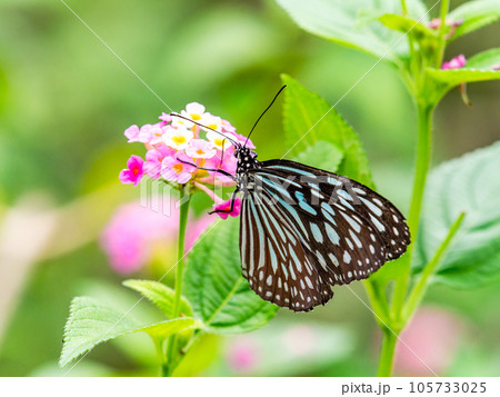 蜜を吸う美しい蝶々　リュウキュウアサギマダラ 105733025