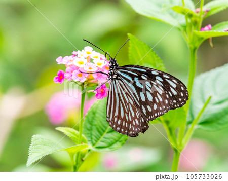 蜜を吸う美しい蝶々　リュウキュウアサギマダラ 105733026