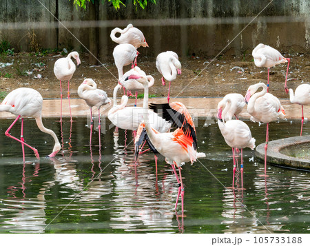 美しい水鳥 淡いピンク色のフラミンゴの群れ 美しい水鳥 淡いピンク色のフラミンゴの群れ 105733188