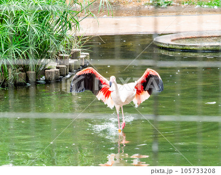 美しい水鳥 淡いピンク色のフラミンゴの群れ 羽ばたき 美しい水鳥 淡いピンク色のフラミンゴの群れ 羽ばたき 105733208