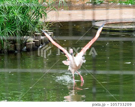 美しい水鳥 淡いピンク色のフラミンゴの群れ 羽ばたき 美しい水鳥 淡いピンク色のフラミンゴの群れ 羽ばたき 105733209