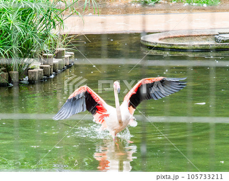 美しい水鳥　淡いピンク色のフラミンゴの群れ　羽ばたき 105733211