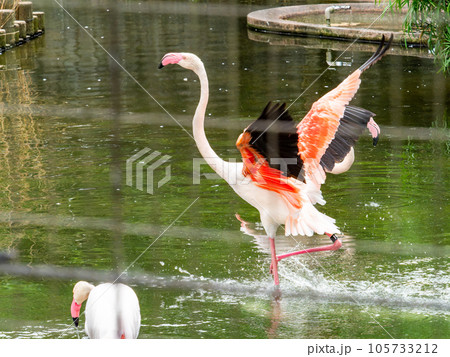 美しい水鳥　淡いピンク色のフラミンゴの群れ　羽ばたき 105733212