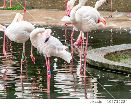 美しい水鳥 淡いピンク色のフラミンゴの群れ 美しい水鳥 淡いピンク色のフラミンゴの群れ 105733224