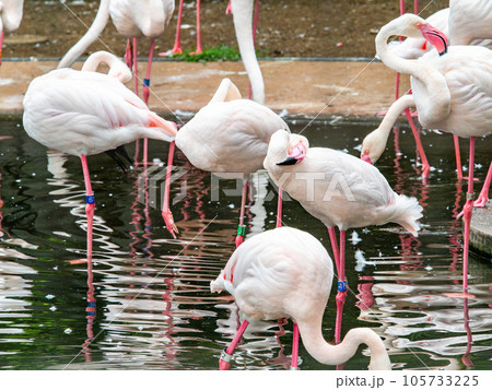 美しい水鳥 淡いピンク色のフラミンゴの群れ 美しい水鳥 淡いピンク色のフラミンゴの群れ 105733225