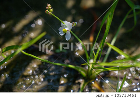 田んぼに咲くオモダカの花 田んぼに咲くオモダカの花 105733461