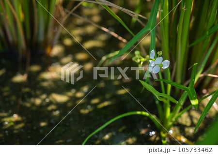 田んぼに咲くオモダカの花 田んぼに咲くオモダカの花 105733462