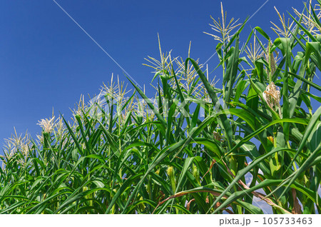 夏の青空とデントコーン 夏の青空とデントコーン 105733463