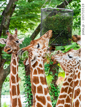 優雅で楽しいキリンの家族の食事 優雅で楽しいキリンの家族の食事 105733519