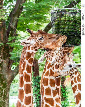 優雅で楽しいキリンの家族の食事 優雅で楽しいキリンの家族の食事 105733522