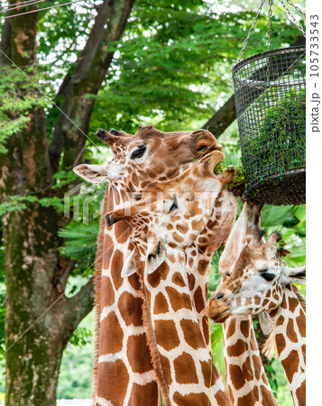 優雅で楽しいキリンの家族の食事 優雅で楽しいキリンの家族の食事 105733543