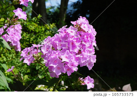 夏に咲くオイランソウ（花魁草） 105733575