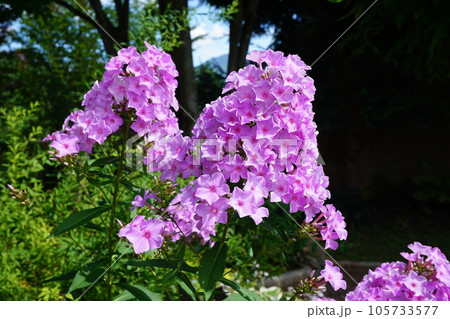 夏に咲くオイランソウ(花魁草) 夏に咲くオイランソウ(花魁草) 105733577
