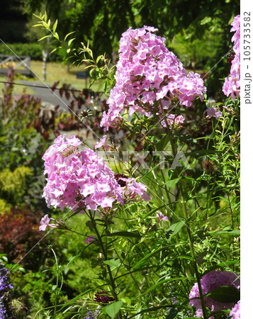 夏に咲くオイランソウ（花魁草） 105733582